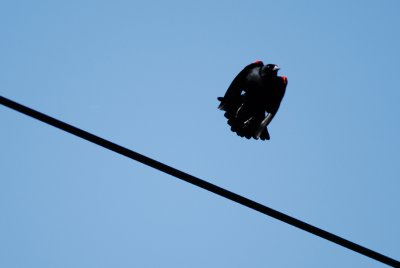 Red-winged Blackbird
