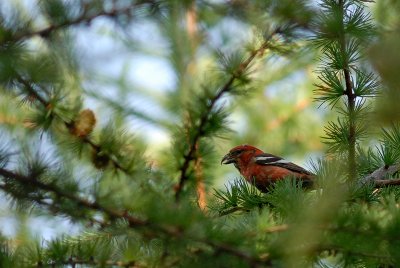 Two-barred Crossbill, Adult male