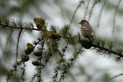 Two-barred Crossbill, Adult female