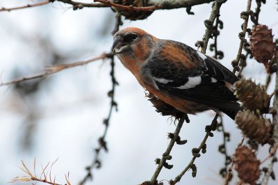 Two-barred Crossbill, Adult male
