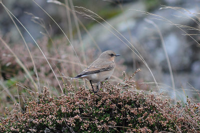 Wheatear