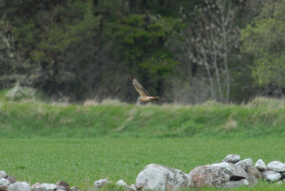 Montagus Harrier (2nd cy female)