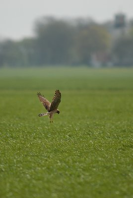 Montagus Harrier, Adult female