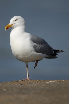 Herring gull  (L. a. argentatus)