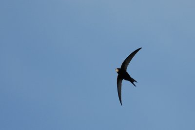 Common Swift