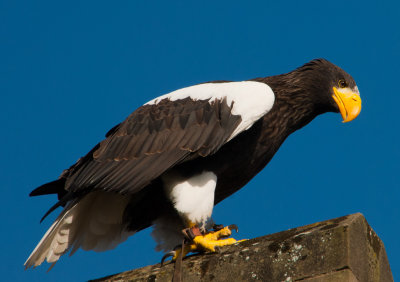 Sea Eagle.jpg