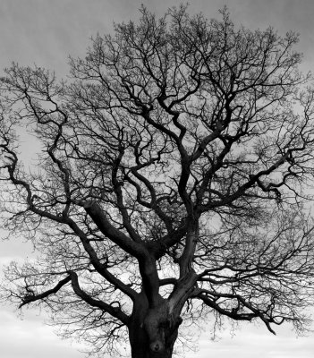 B&W tree