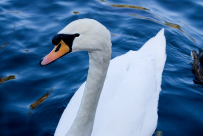 Swan Minster pool.jpg