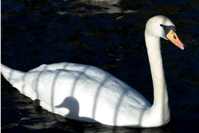 shadow of the duck.jpg