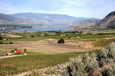 Wine Fields and Osoyoos Lake