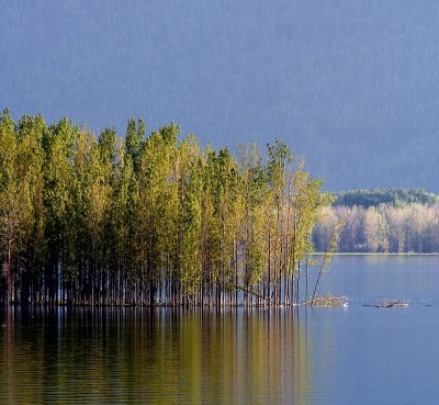 Trees in the lake