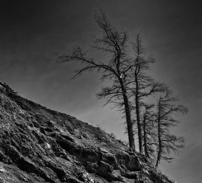 Mountain trees