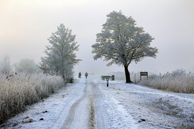 Pedestrians