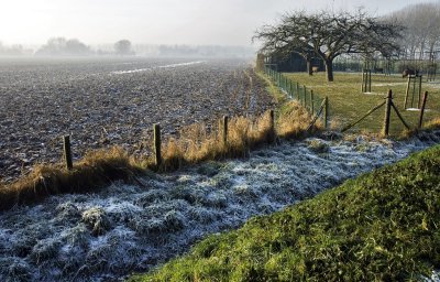 Frost in the fields
