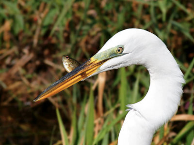 Great Egret with lunch