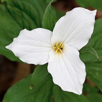 Trillium