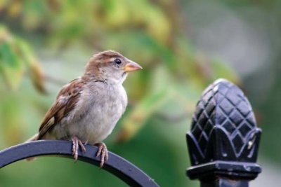 Female American Goldfinch