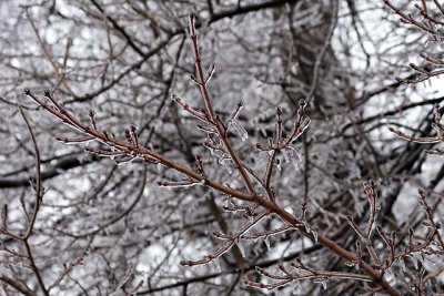 Ice-encased tree branch on HiWay 69, near Flint