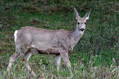 Female Mule Deer