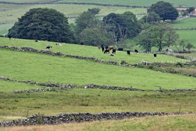 A pastoral scene in northern Wales