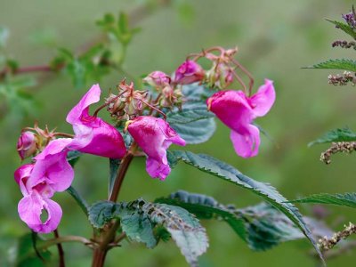 Impatiens glandulifera, otherwise known as Policeman's Helmet or Himalayan Balsam