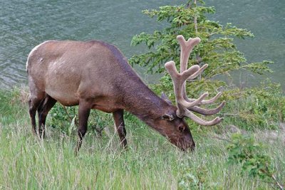 Elk, alongside Talbot Lake (1)