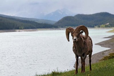 Bighorn Sheep