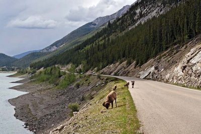 Bighorn Sheep