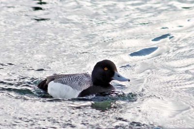 Lesser Scaup