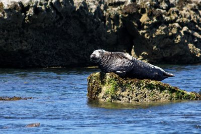 Grey seal off Puffin Island