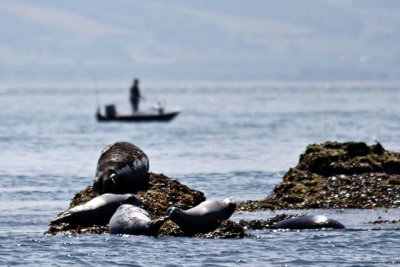Grey seals off Puffin Island