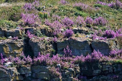 Heather on Puffin Island