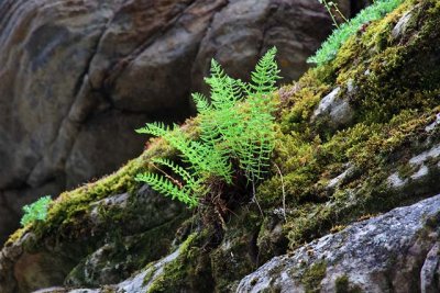Ferns, at Athabasca Falls