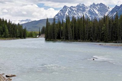 The Athabasca River