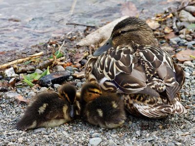 Mallard mother and chicks, Coniston Lake