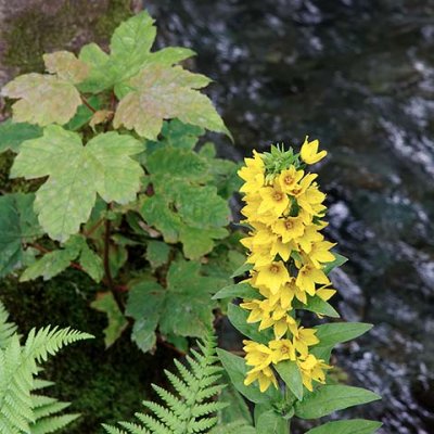 Dotted Yellow Loosestrife