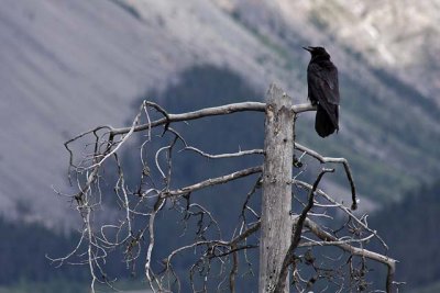 Raven, at the Bridal Veil Falls overlook