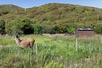 Llama farming