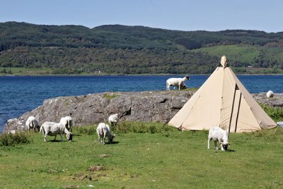 Camping with sheep