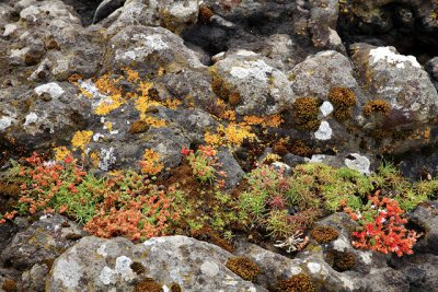 Rock vegetation, on the Isle of Lunga