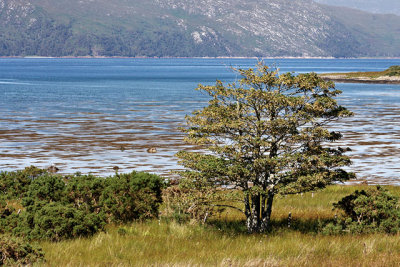 A tree beside the Sound of Mull