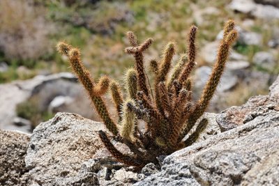 Anza-Borrego Cactus