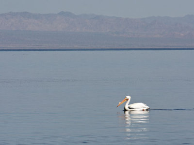 American White Pelican, on the Salton Sea