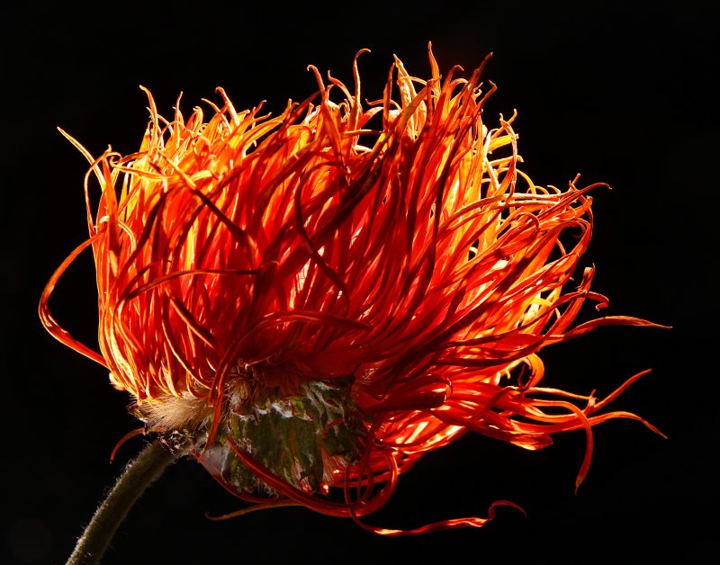 Dying Gerber Daisy 1.jpg