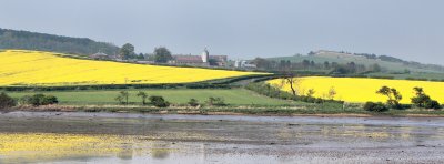 Rapeseed Fields.jpg