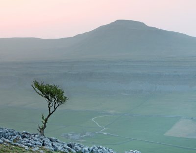Twistleton Scar Tree 1.jpg
