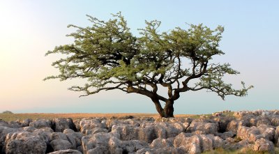Twistleton Scar Tree HDR.jpg