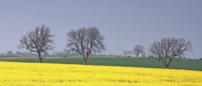 Rapeseed Fields 2.jpg