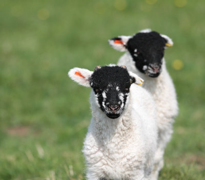 Yorkshire Dales Wildlife.jpg