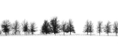 Tree-lined Fence Row in Winter.jpg